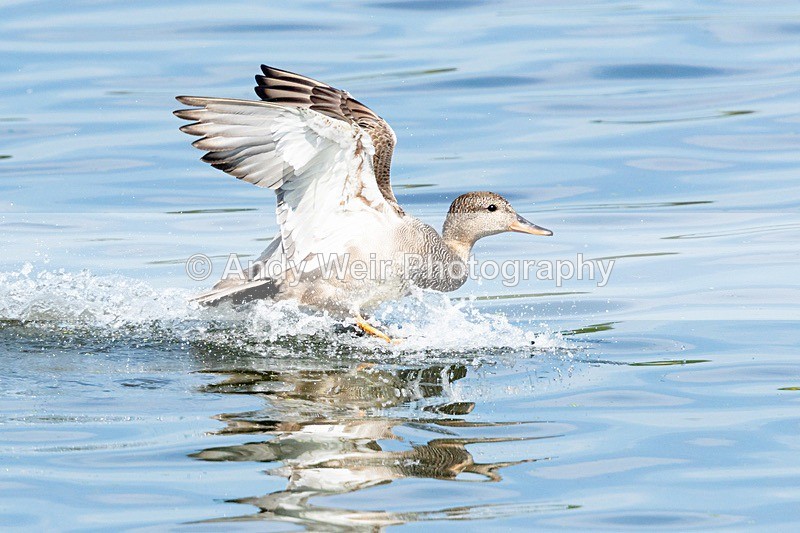 20180605-Woolston-8E0A9151 - Gadwall