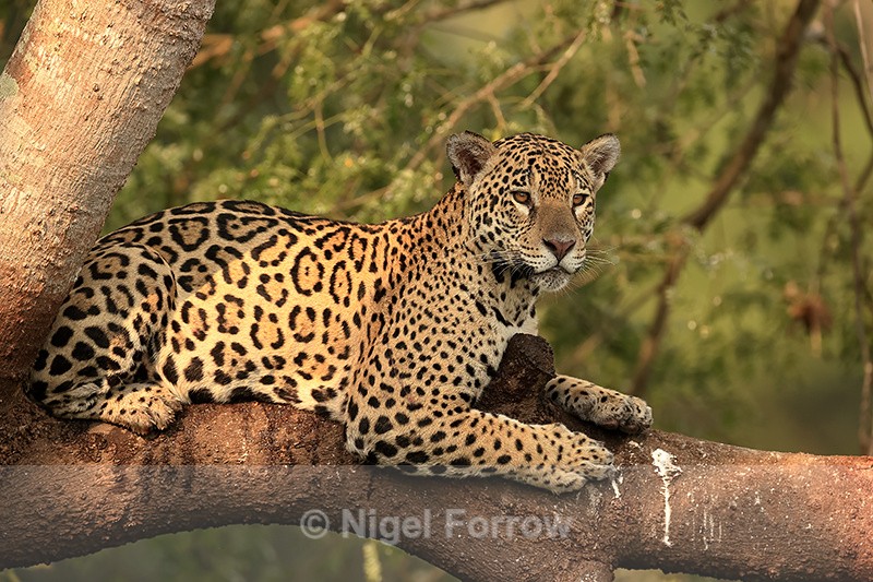 Jaguar (female) resting in tree, Corixo Negro, Brazil - Jaguar