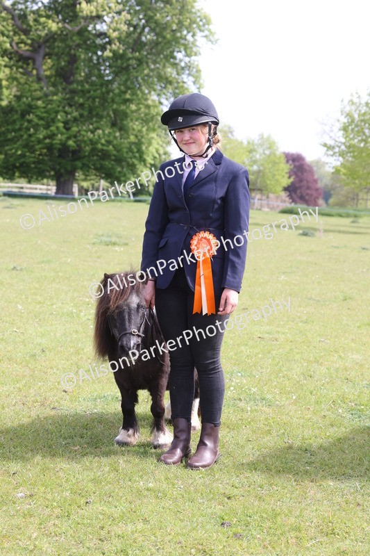 20260426-3227 - Class 26 - Shetland Ponies and Minitures
