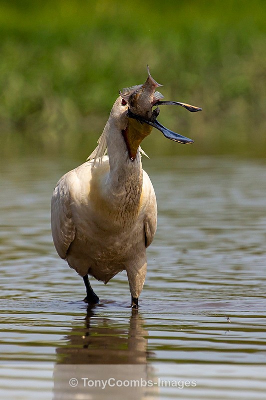 Spoonbill - Egret & Stork Hide