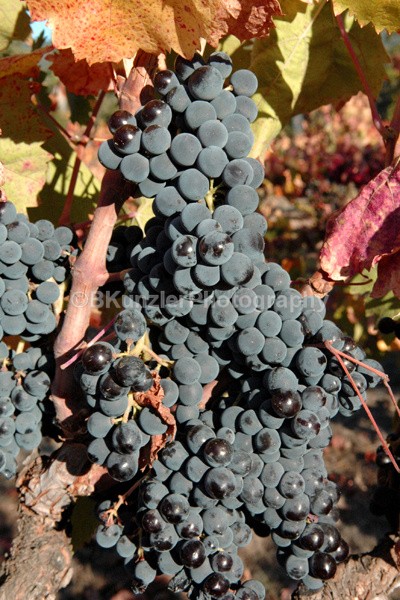  - Wine Country