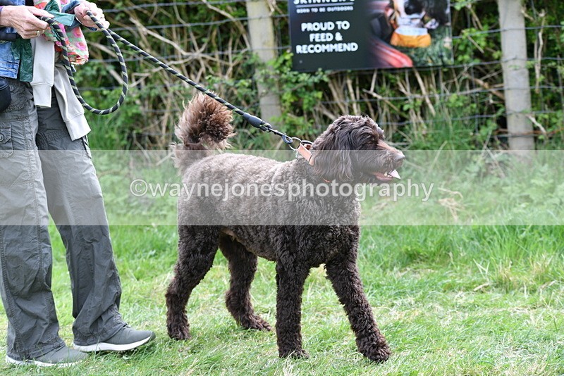 WJ5_9493 - Class 3 Most Handsome Dog
