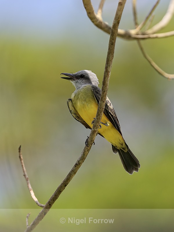 Tropical Kingbird, Colon, Panama - Tropical Kingbird