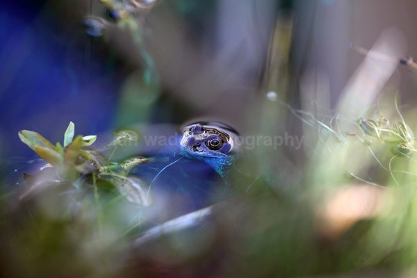 The Common Frog _ RAP010 - Reptiles, amphibians & pond life, Great Britian