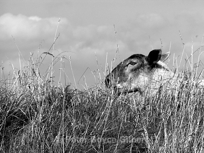  - Flora & Fauna