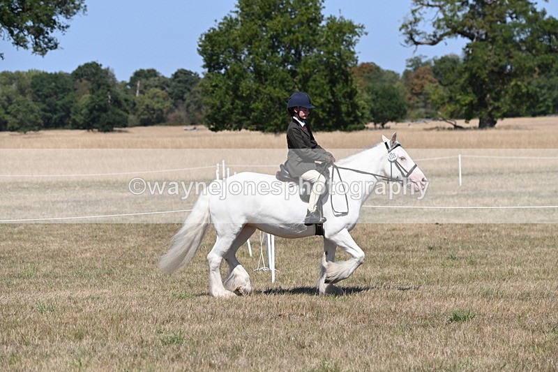 WJ6_8805 - Class 38 Ridden Riding Horse/Pony