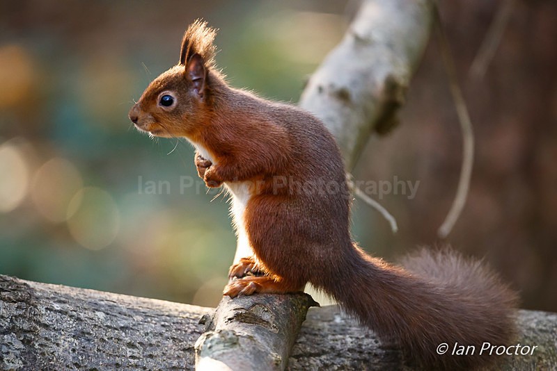 Red Squirrel Side Profile - Nature