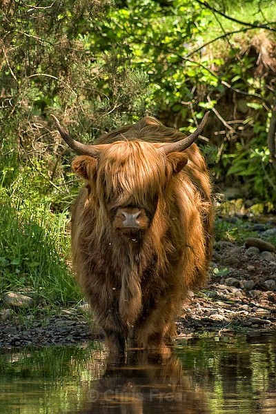 Frear-Highland-Cow - For T&C