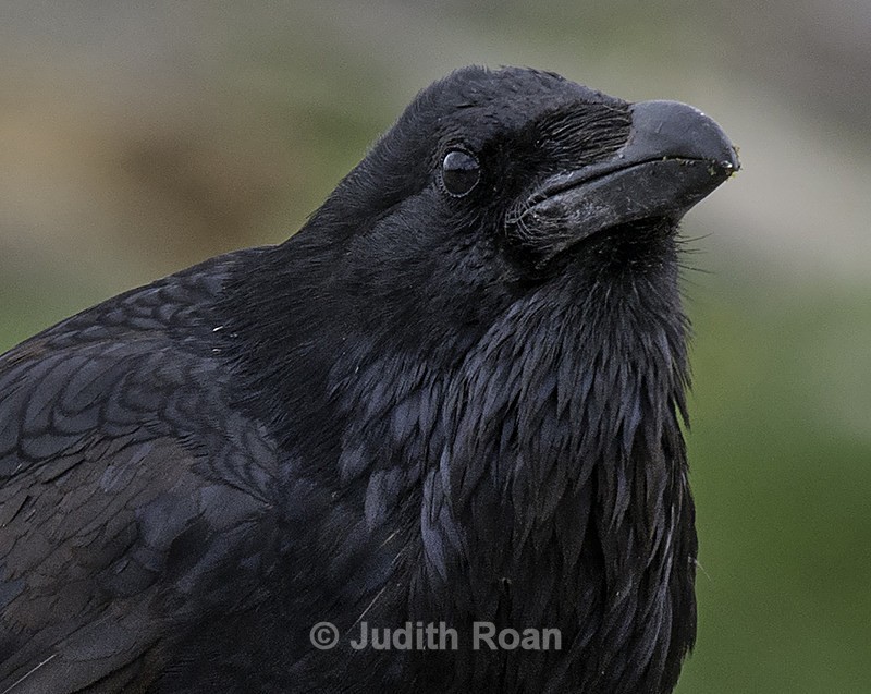 Common Raven - Yellowstone