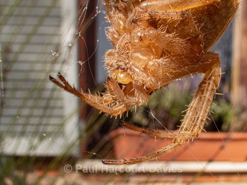 the four-spot orb-weaver, (Araneus quadratus, - Mikromak & TS Robusto 160