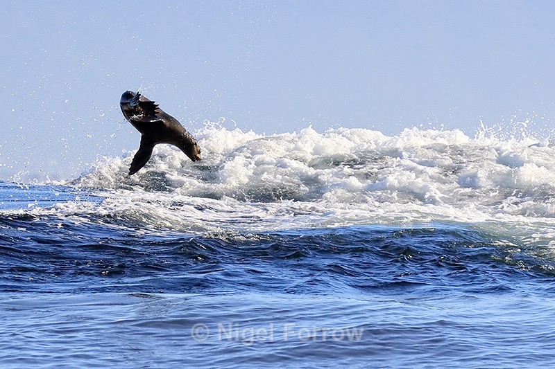 Cape Fur Seal jumping high, Seal Island, False Bay, South Africa - Seal