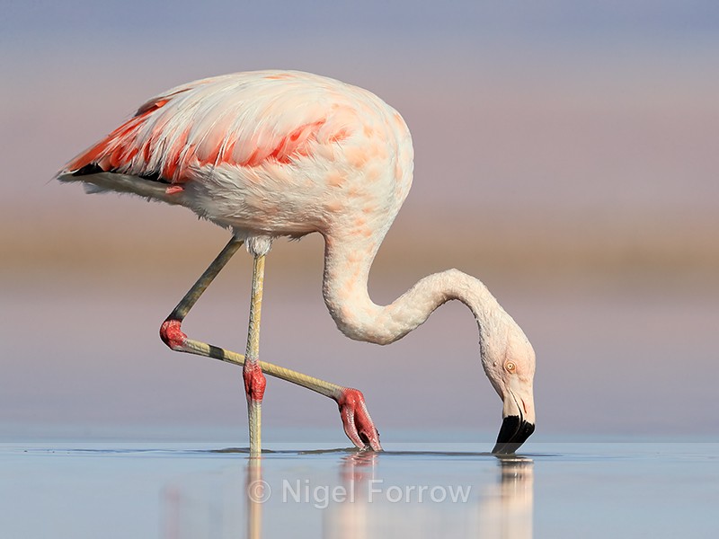 Chilean Flamingo feeding, Chaxa, Chile - Chilean Flamingo