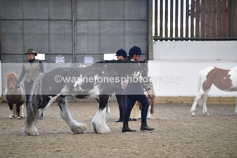 WJ5_4679 - Class 7 In hand coloured / odd coloured