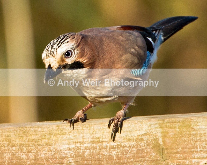 20101106_3174 - Jay