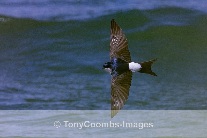House Martin - Hungary - Hortobagy National Park (April 2015)