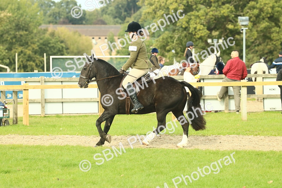 SBM_68257 - S58 - Mini Show Cob Ridden
