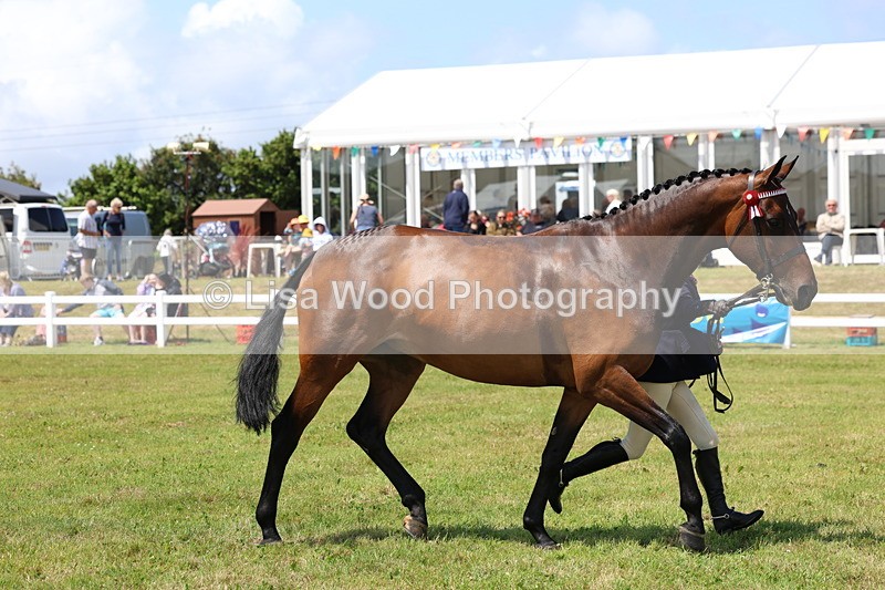 3E7A1163 - Class 8: Open Riding Horse/Hack