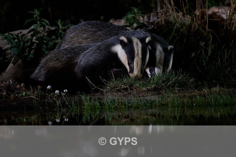 Badger Feed Time - 3 Way Battle, March 2024