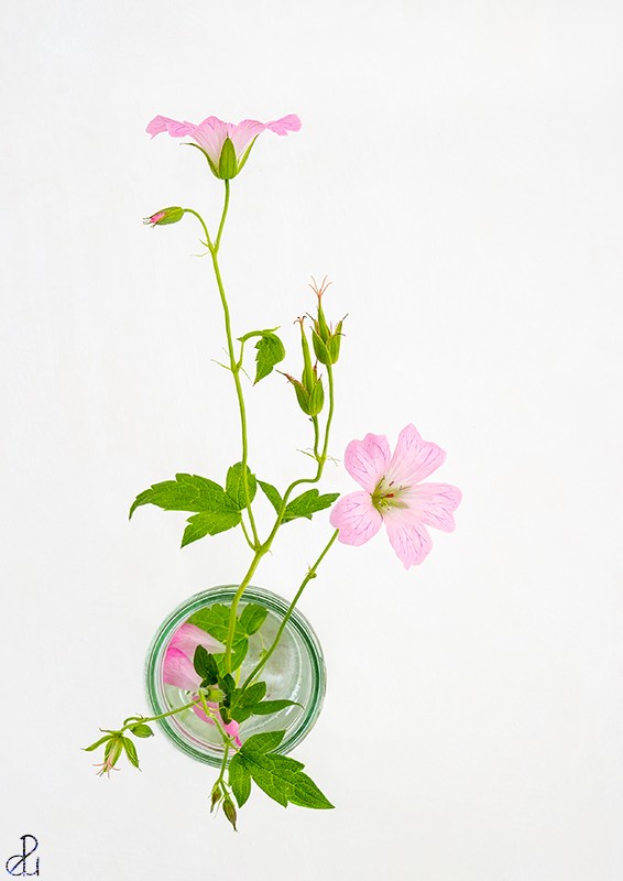 Still Life Photography by Diana Uzun