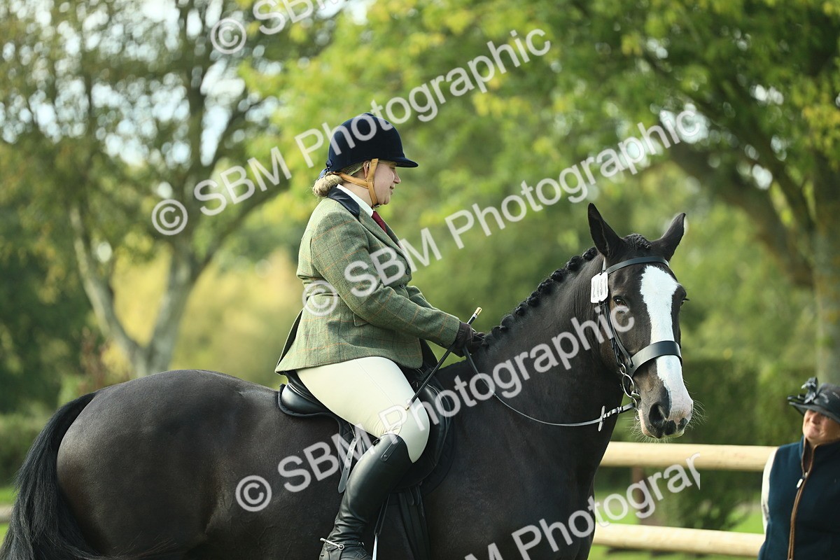 SBM_50614 - S33 - Working Hunter & Working Show Horse