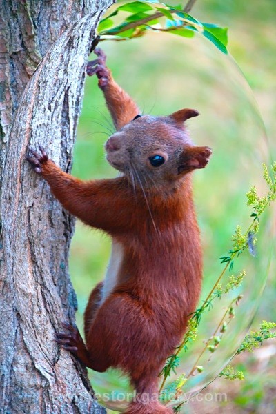 Red Squirrel - Wildlife and Animals