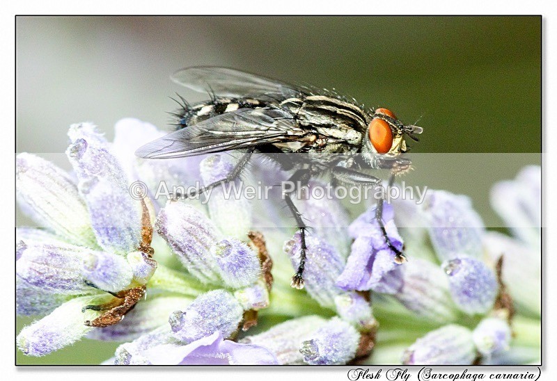 190722-untitled-8E0A5815-Edit - Insects