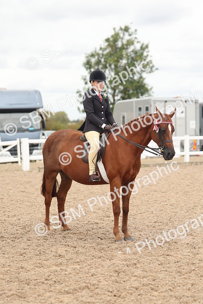 SBM_16032 - Class 311 - Ridden Show pony-Show hunter Pony