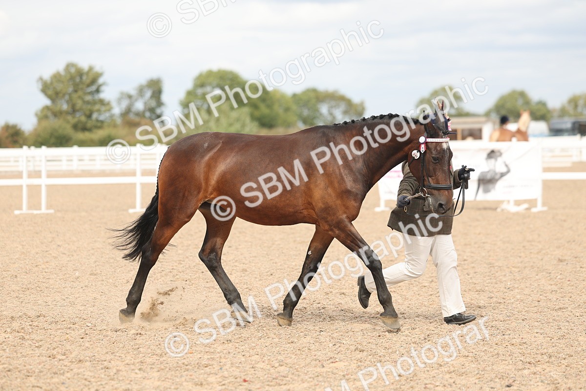SBM_17002 - Class 312 - IH Competition Horse-Pony