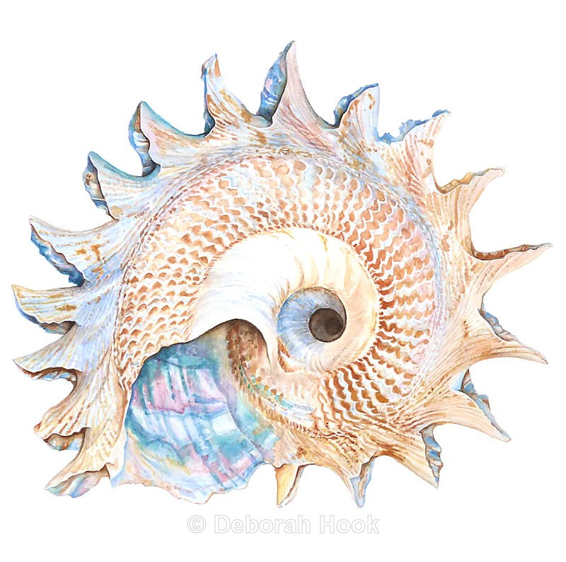 Star Shell - Others