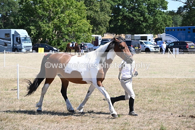 WJ6_8546 - Class 37b Best Loan Pony In-hand