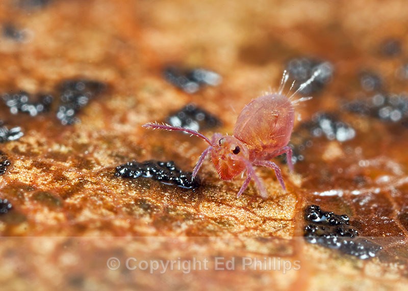 Dicyrtoma fusca - Dicyrtoma fusca