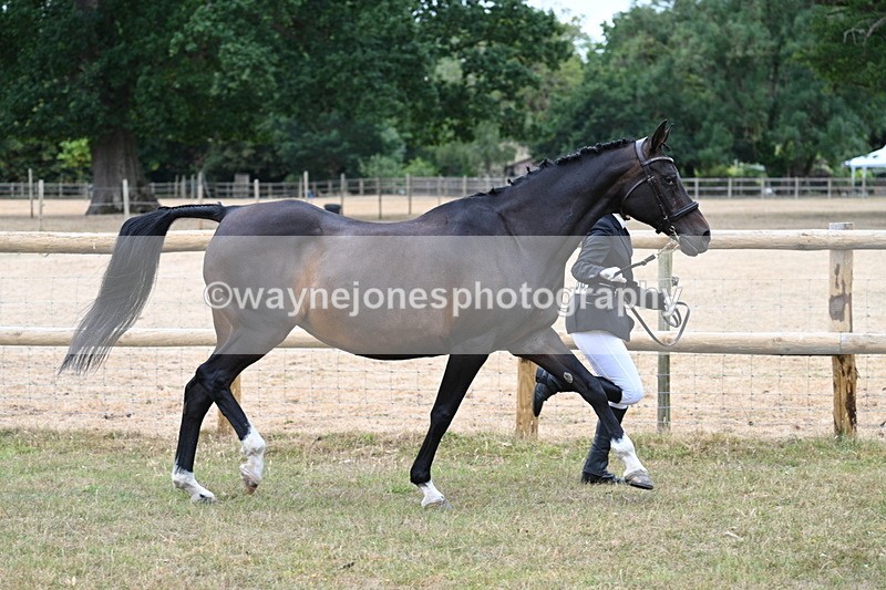 WJ7_9005 - Class 4a Prettiest Mare 14.2hh and over