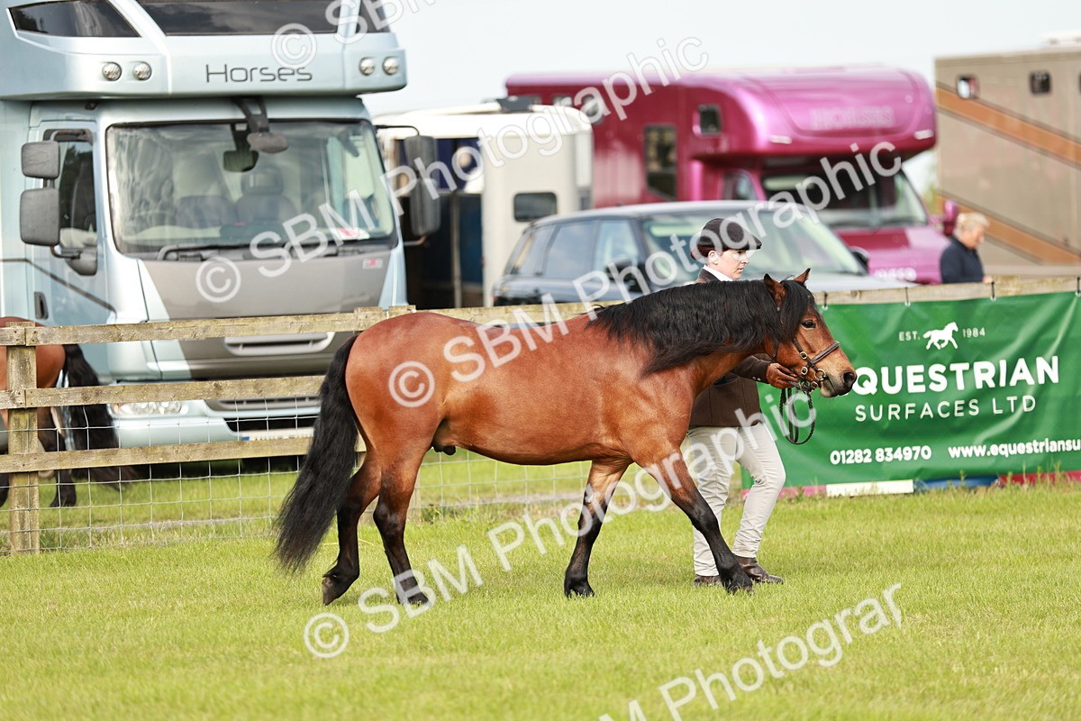 SBM_00419 - Class 14-23 - Mountain & Moorland In Hand Non Welsh