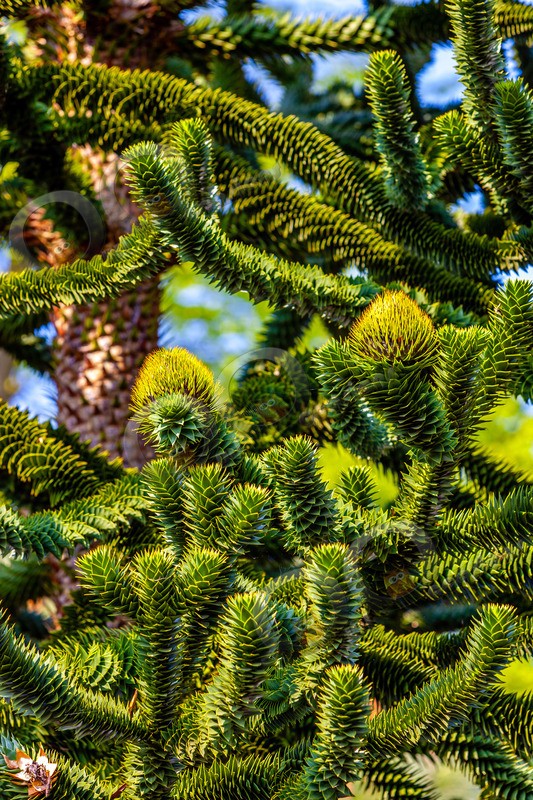 Monkey Puzzle tree-8023 - Plants and trees