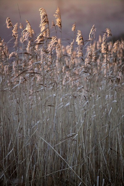 Chew Valley lake reeds _S156 - Somerset landscape Photography