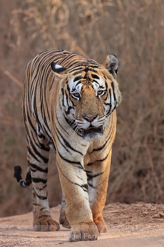 Male Bengal Tiger approaches, Panna Reserve, Madhya Pradesh, India - Tiger