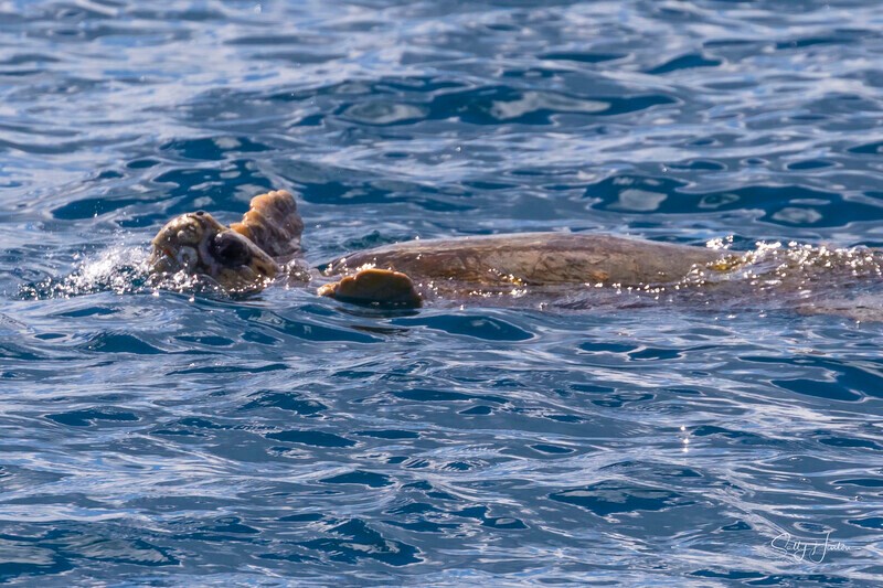 0A3A7682 - 2024 Hervey Bay Whales