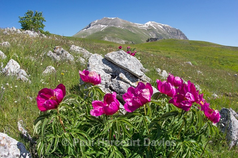  - Plants: wide-angle