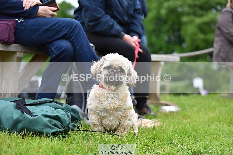 240523-193502-06595 - Candid and Saturday Hobby Horse