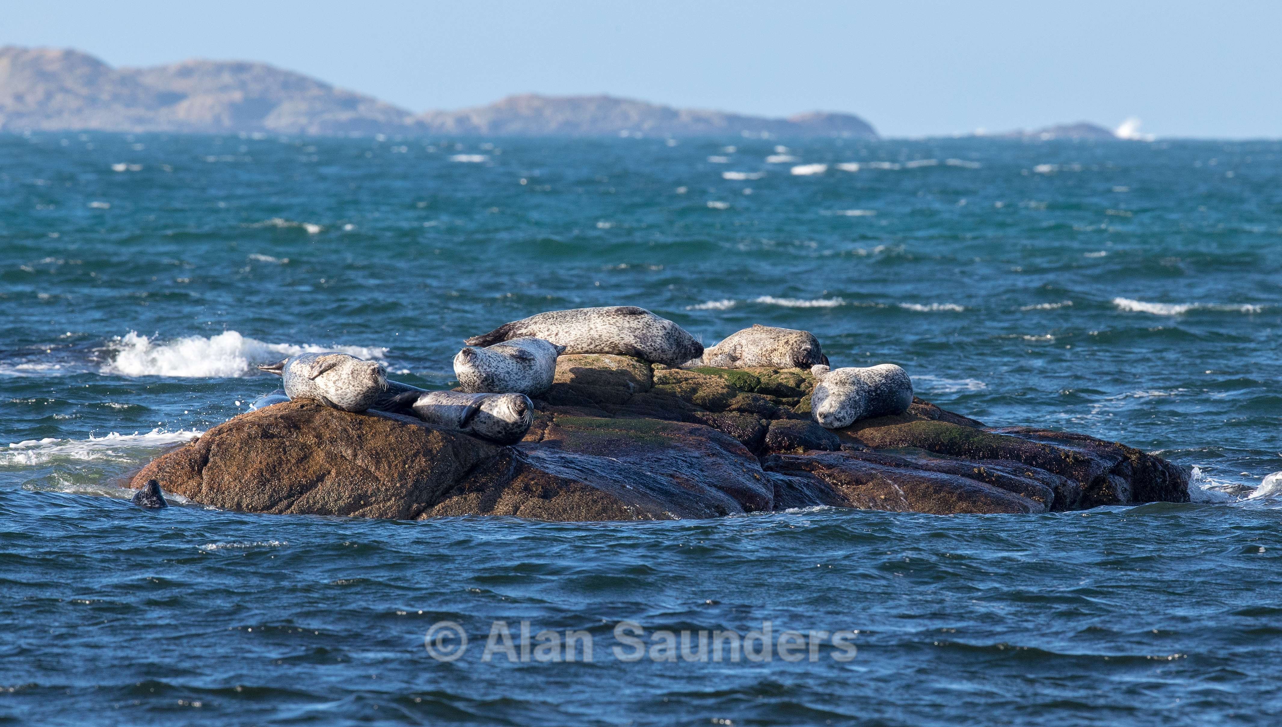 Common Seal 11