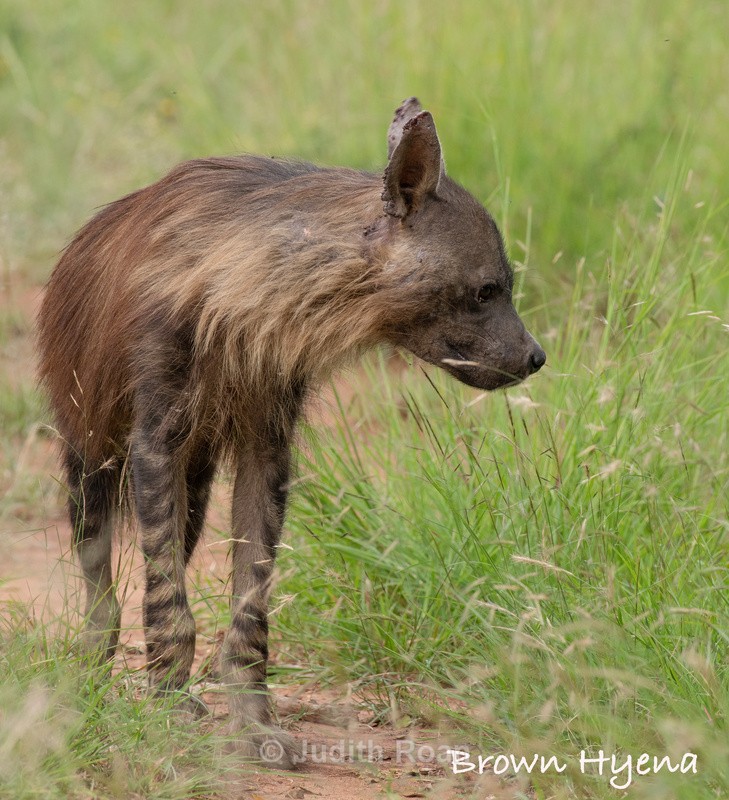  - South Africa Birds and Mammals