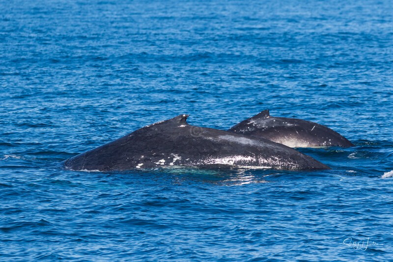 0A3A6035 Mother and Calf - Humpback Whales