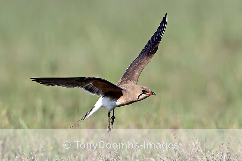 Collared Pratincole - Sinoe - Constanta