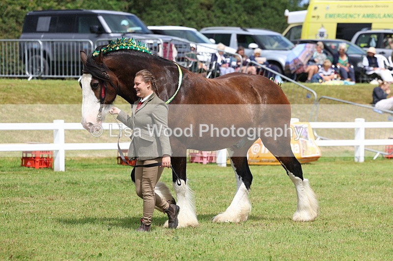 3E7A0755 - Class 7: Heavy Horse In Hand