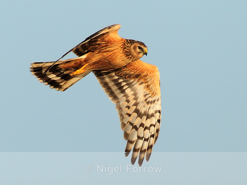 Hen Harrier in flight at Otmoor - Hen Harrier