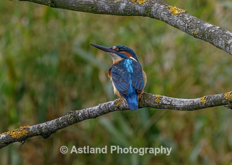 Kingfisher - Latest Images