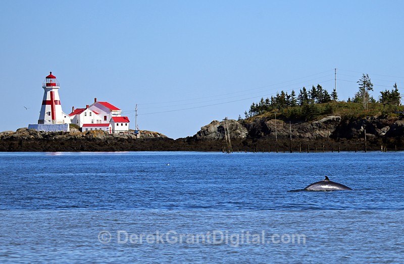 Minke Whale in Scenic Waters - Whales / Sea Mammals