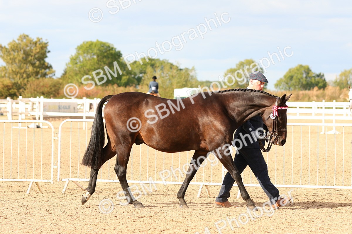 SBM_18323 - Class 318 - IH Part Bred Horse Pony
