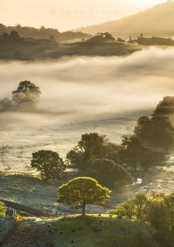 Little tree Little Langdale - Lake District & Cumbria