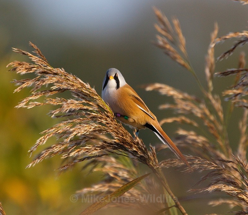 LEIGHTON MOSS, BEARDED TIT REF BT 2 - THE BEARDED TIT